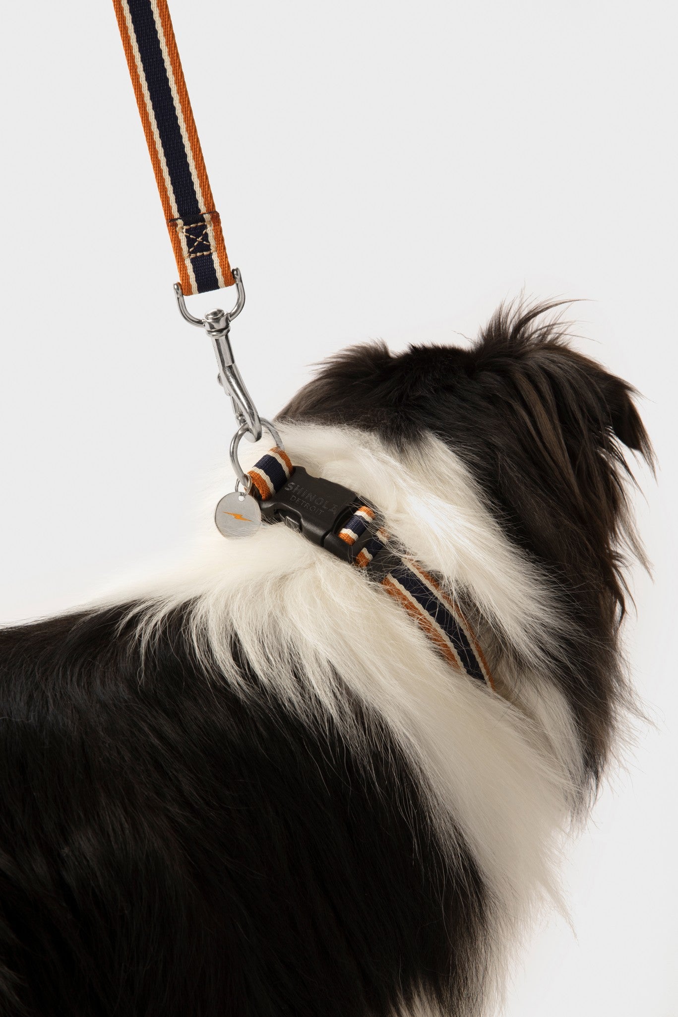 A black and white dog wears a Shinola Nylon Dog Leash - Brand Stripe, shown from behind against a plain light background.