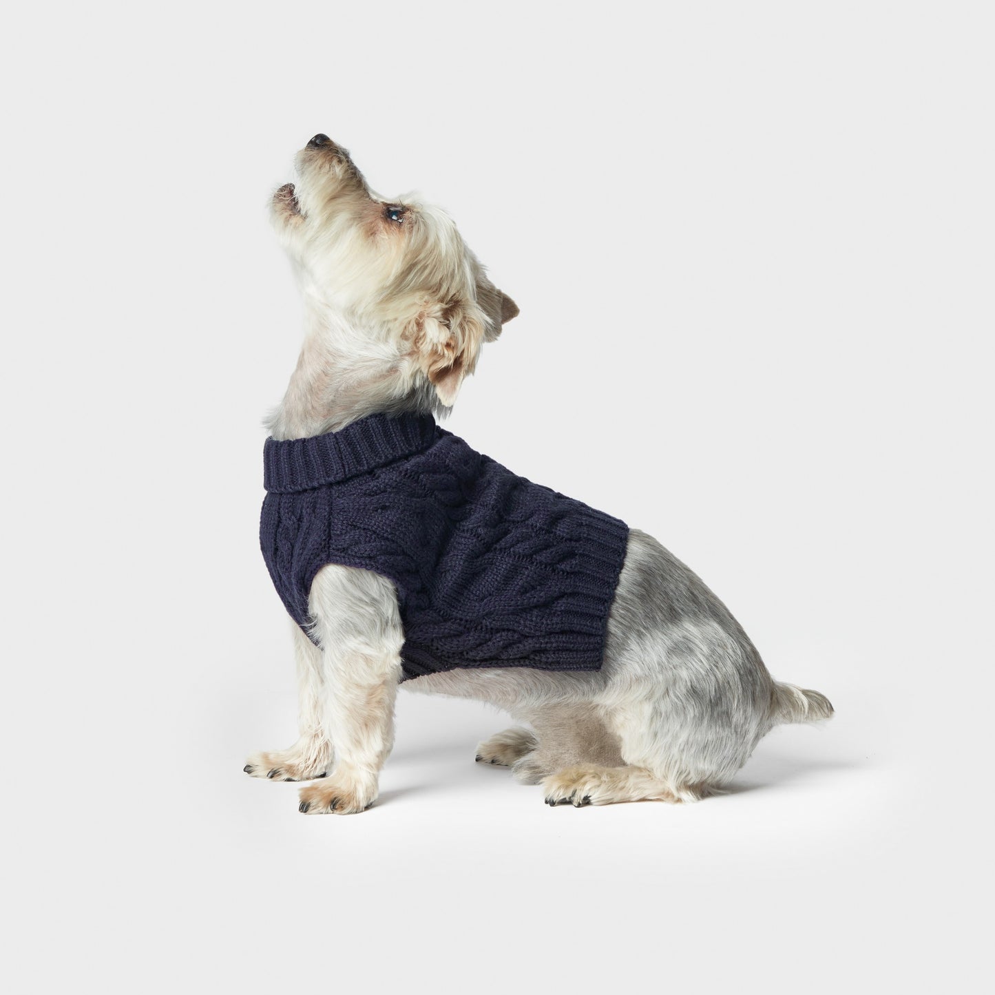 A small dog with light fur sits on a white background, wearing the Shinola Cable Knit Dog Sweater in Navy and looking upward.