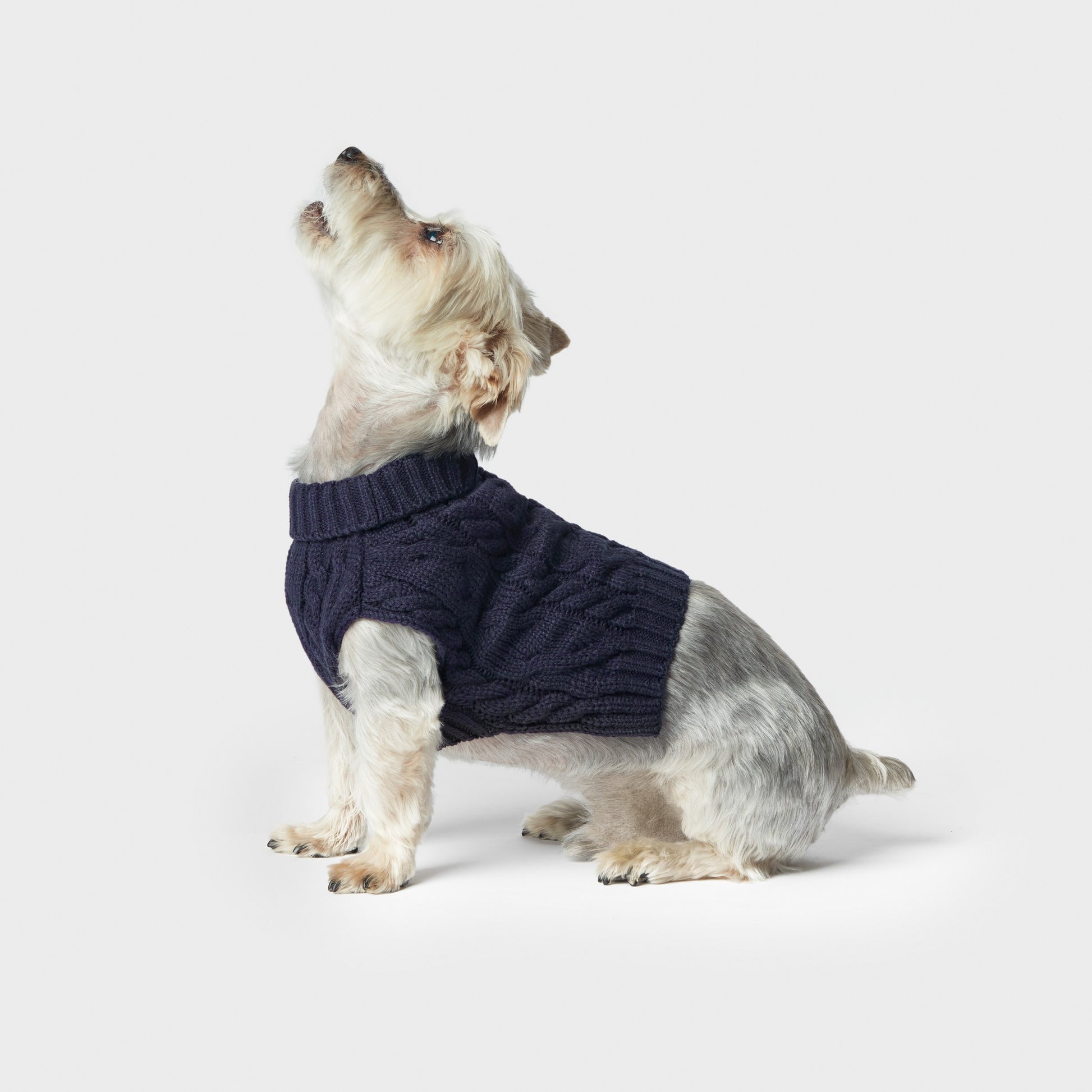 A small dog with light fur sits on a white background, wearing the Shinola Cable Knit Dog Sweater in Navy and looking upward.
